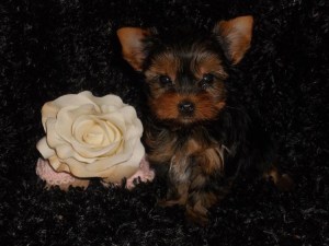 Yorkie