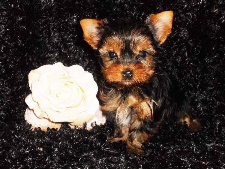 Yorkie