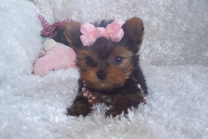 Yorkie