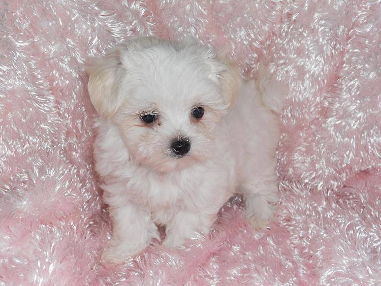 Maltese