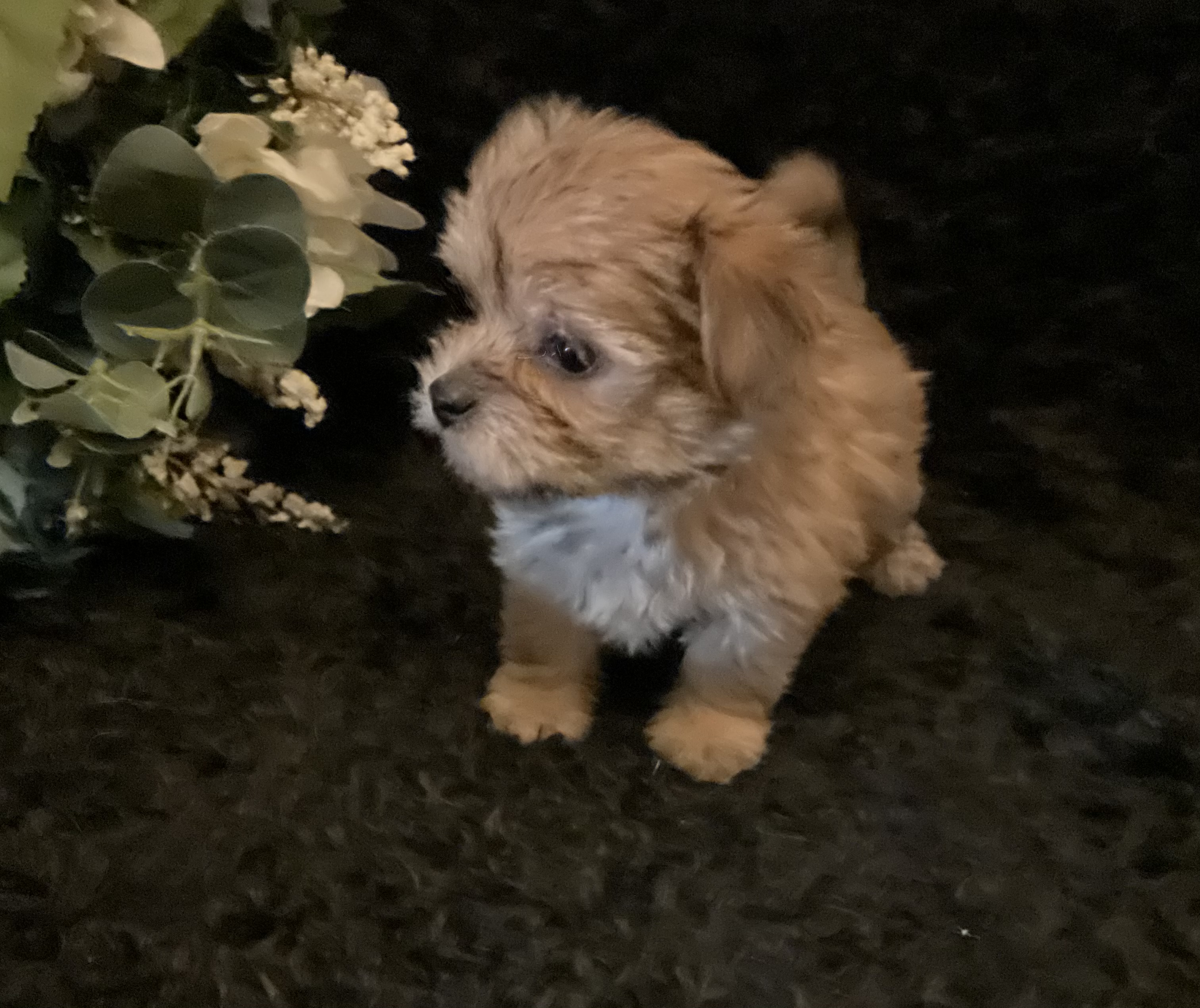 00850CF2-206A-4247-BE58-6E16617CC928