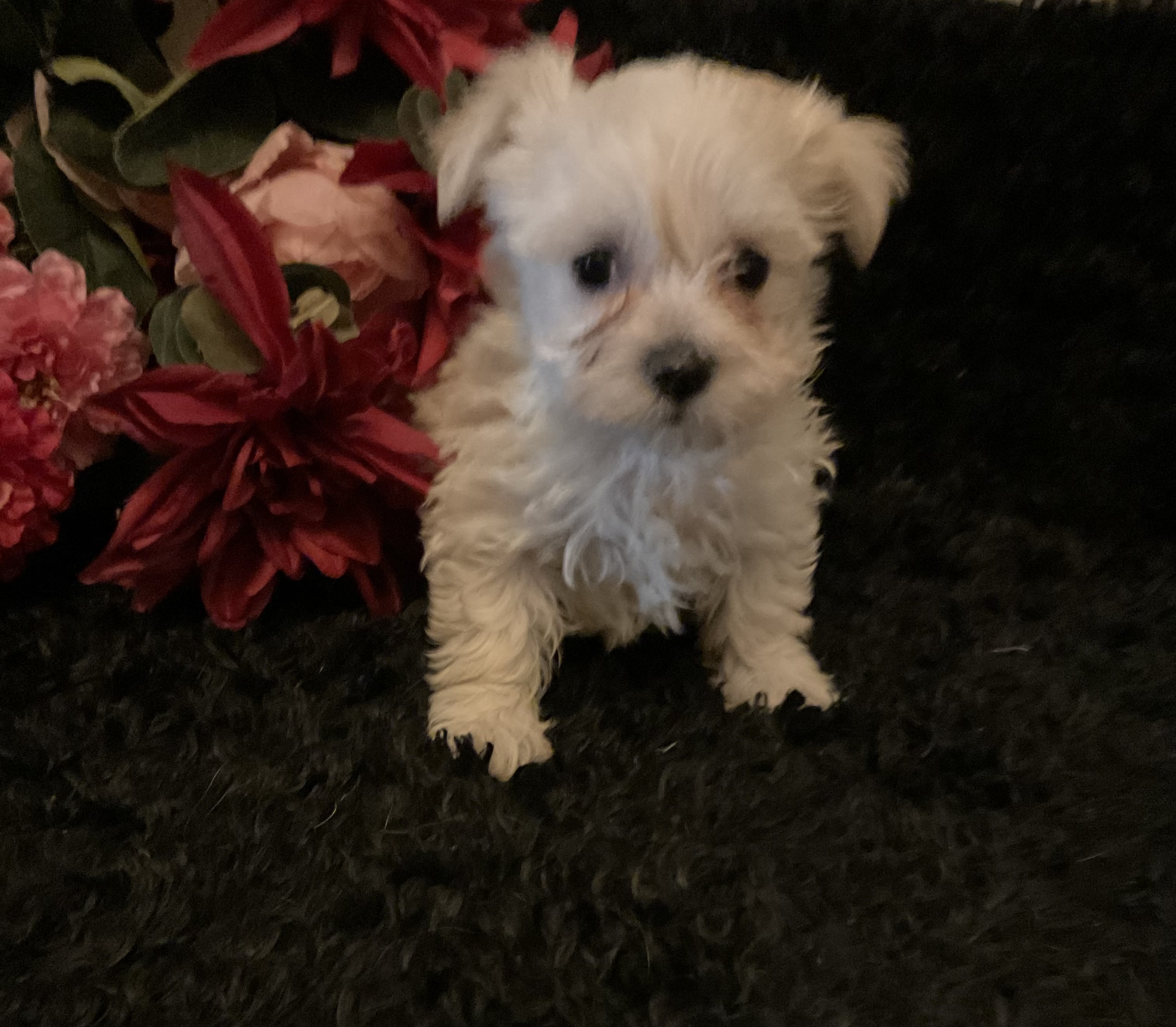 20C09AFE-B3D1-490E-AEEB-BE82E501D0D1