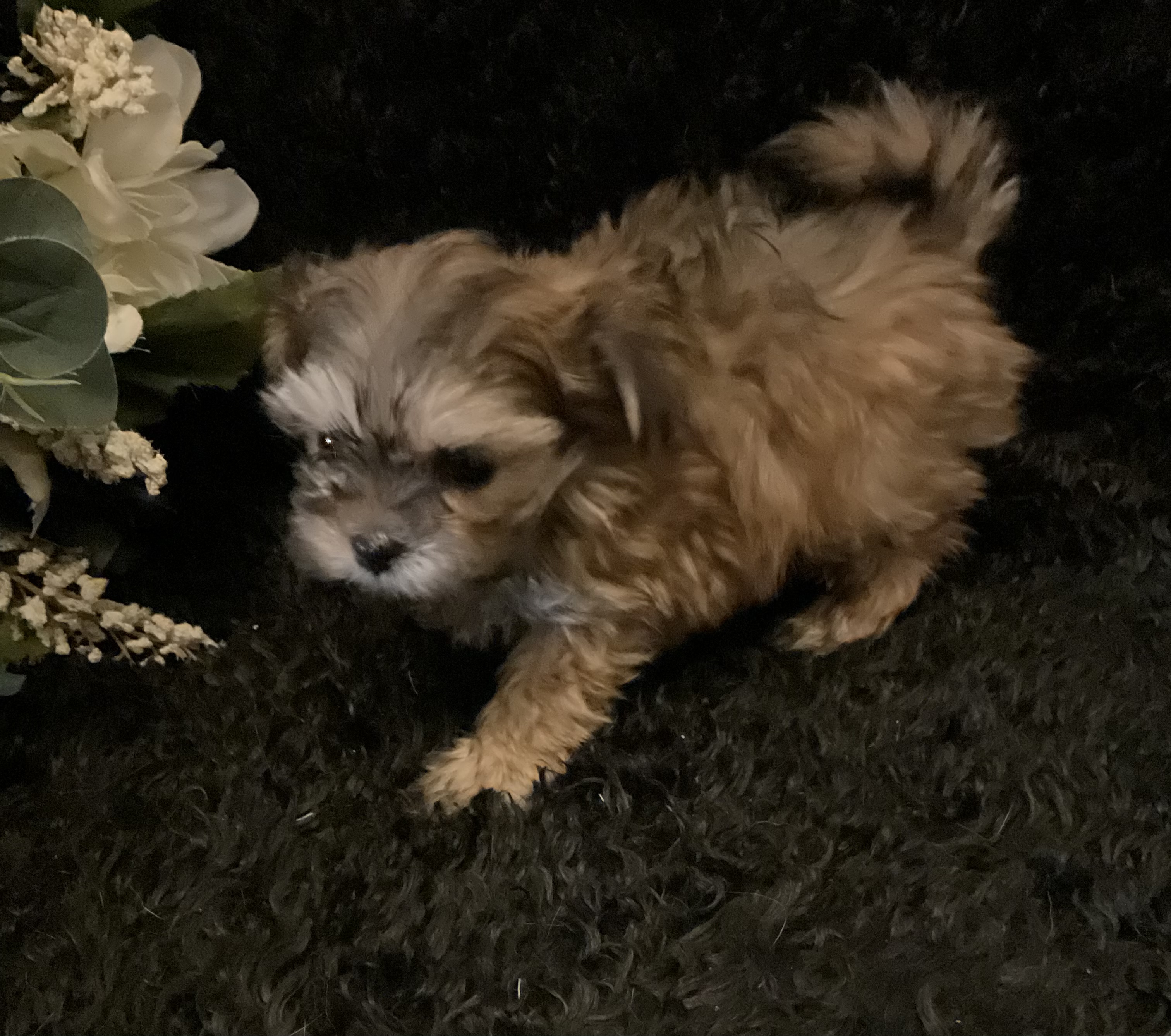 509AD6EC-9328-4D32-9FAD-5834253A86BD