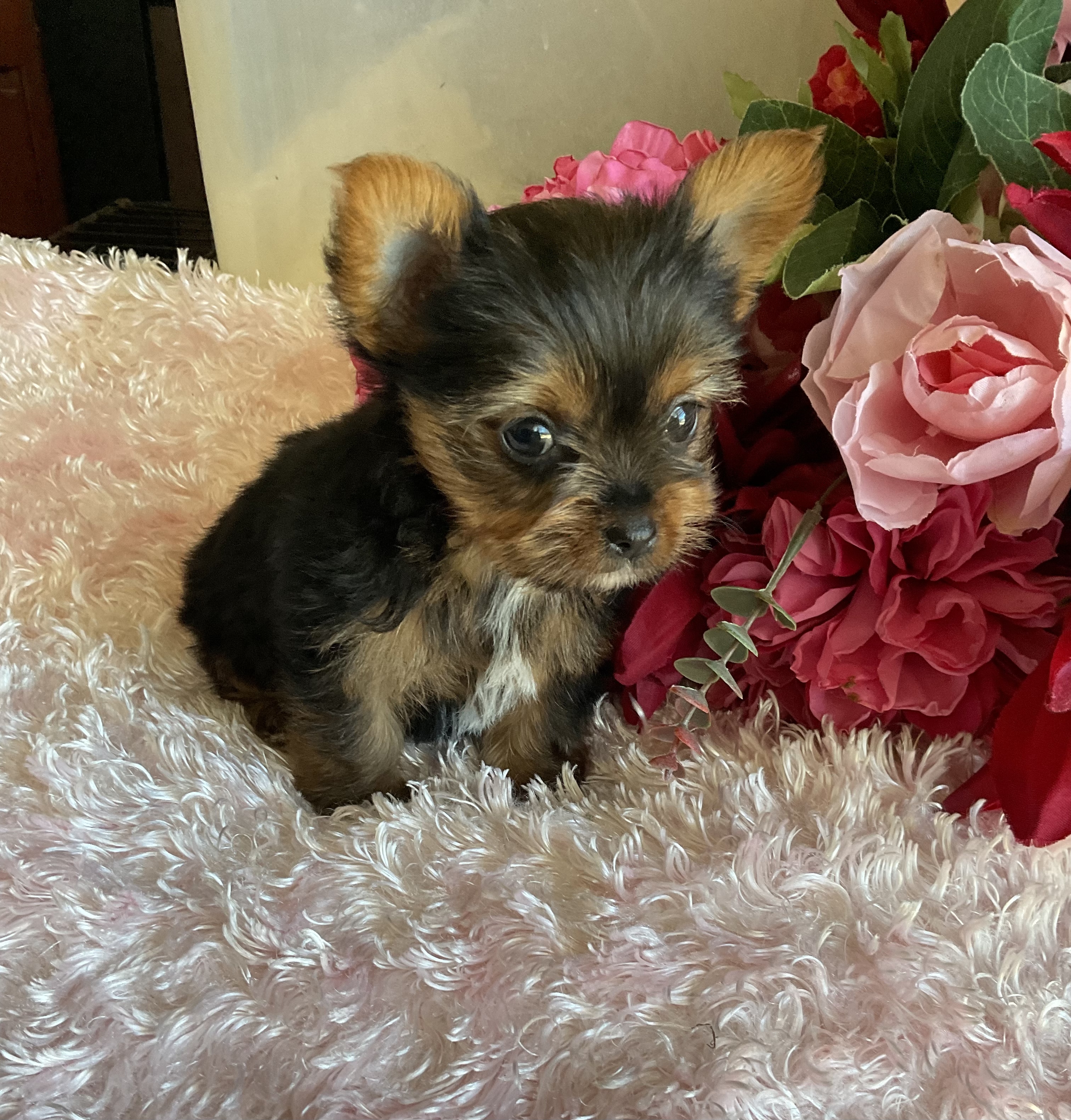 9F4E41A5-088F-48E9-A93A-5CAFE5A24E6E