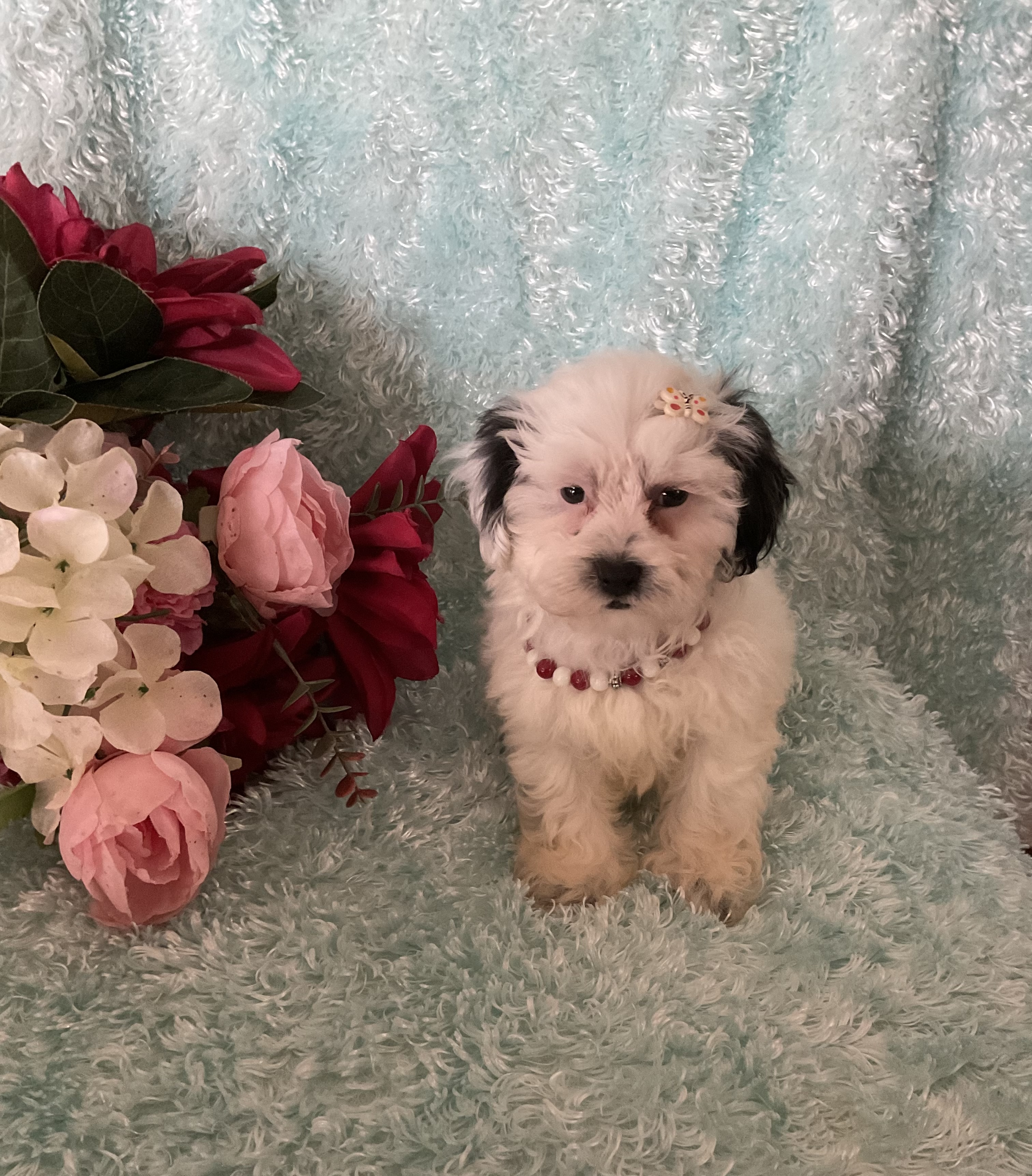 5AE3181A-295F-4A6F-9B29-65184240469A