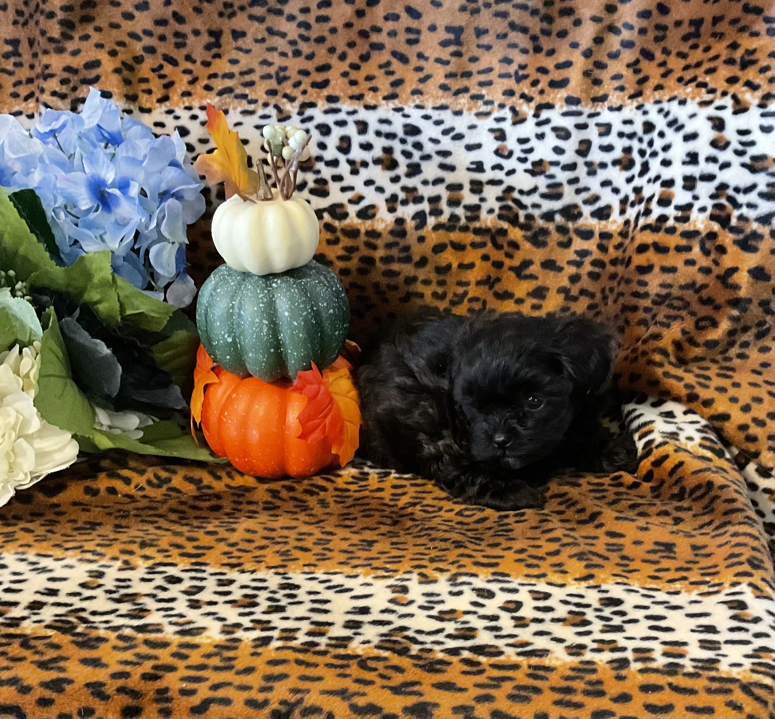 A2498069-4215-461D-A9DC-7729DAC4C12E