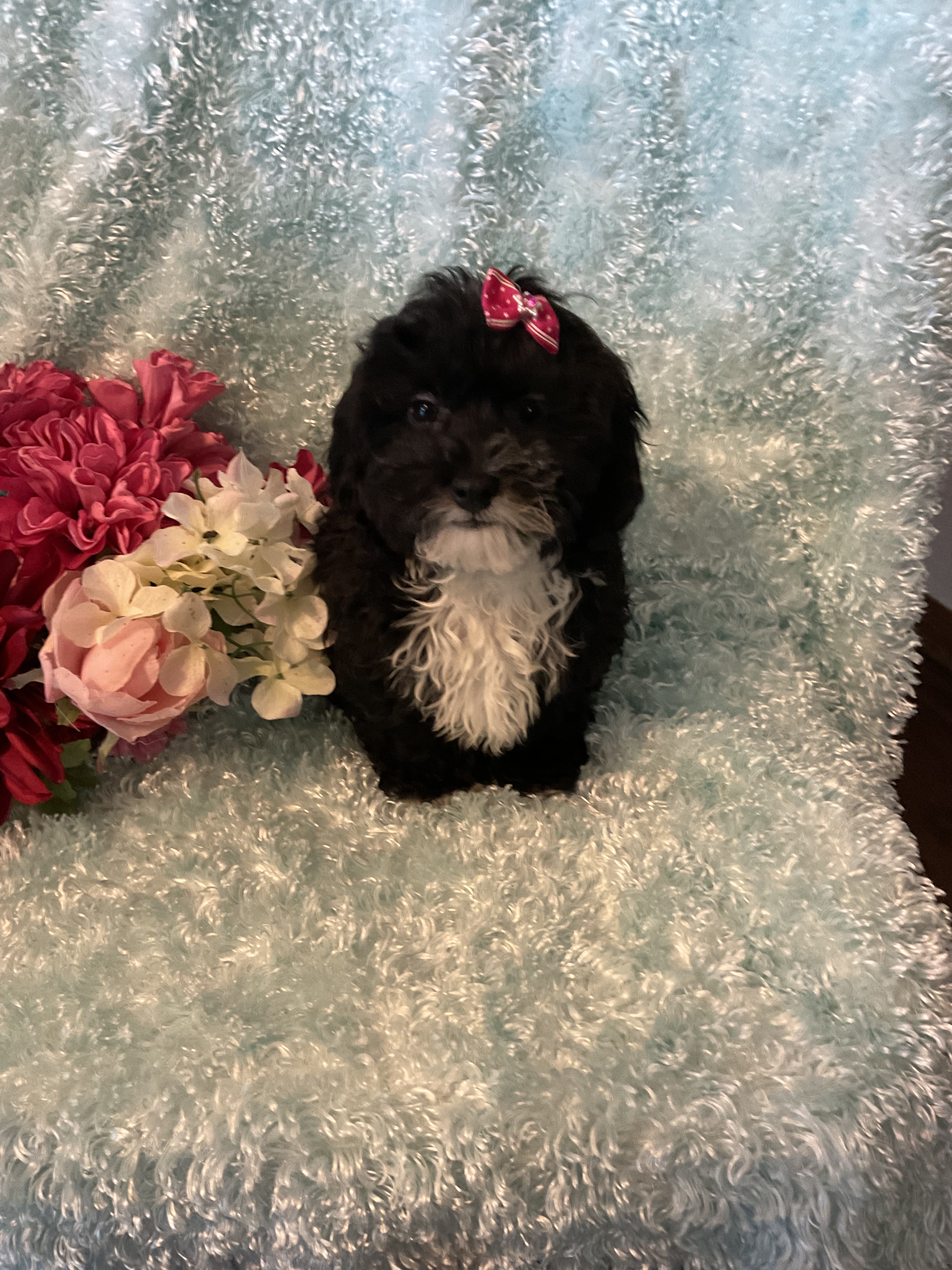 FE47866C-08B7-4685-8198-4F3C49E8ED03